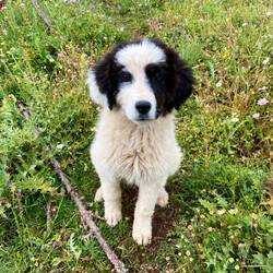 Dieser kleine Wuffi ist mir leider viel zu lange gefolgt.