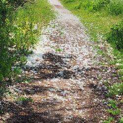 This fluffy stuff, from cottonwoods, was everywhere.