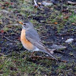 Red Robin >> Wanderdrossel