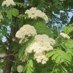 Die Eberesche am Wegesrand steht in voller Blüte