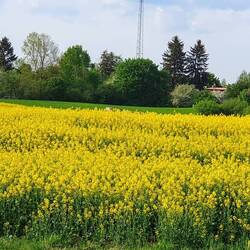 Am Ufer blüht der Raps