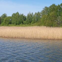 Schilfgürtel und daran grenzt sofort der Wald