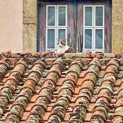 Cat on a cold clay roof