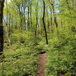 Wunderschöner Waldpfad