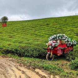 Sea of tea