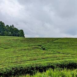 Green hills