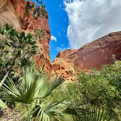 Palm trees on the way to Echidna Chasm