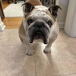 Harvey!
