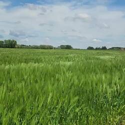 The wind rustling through the wheat