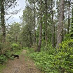 Niska exploring the pine forest