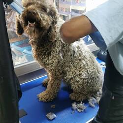 Es geht ihr ans Fell