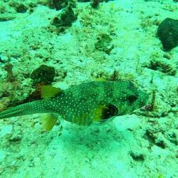 Nadine's Lieblingsfisch ♥️