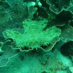 Wobbegong Shark (Teppichhai)