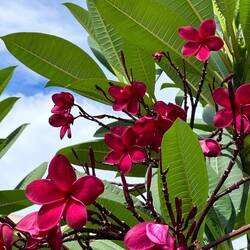 Diese Blumen nenne ich - egal wo ich sie sehe - Hawai'i Blumen