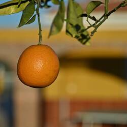 Die bekamen wir jeden Morgen frisch gepresst ins Glas