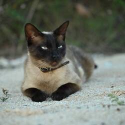Passend zu unserem Auto. Mocca die Hauskatze.