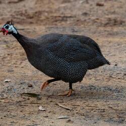 Helmeted Guineafowl