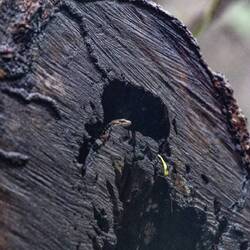 Rainbow skink - maybe
