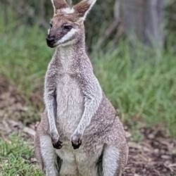 Black-striped wallaby