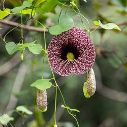 Dutchmans Pipe - impressive, but a weed :-(