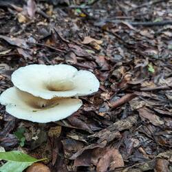 Ghost mushrooms - maybe