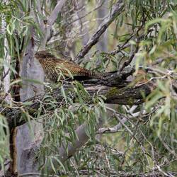 Pheasant Coucal