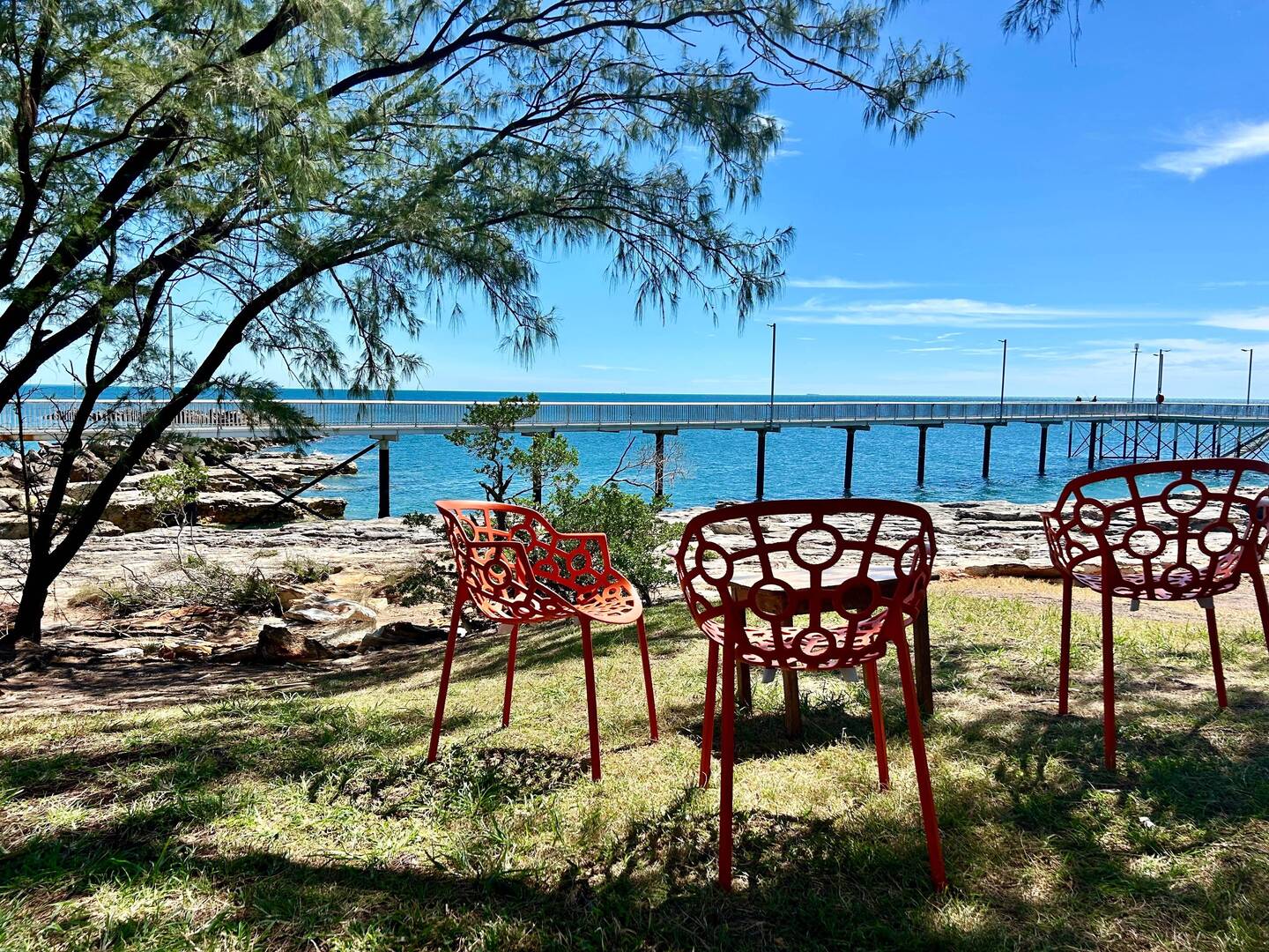 ate two plant hot gogs and watched the birds 🦜🕊️