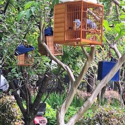 Bird socialisation