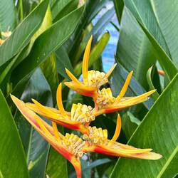 Die wachsen neben dem Pool