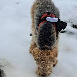 A Milù piace la neve.