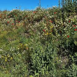 Bank of wildflowers