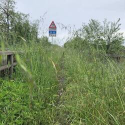 The overgrown pathway