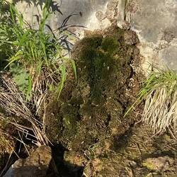 Ob sich die Bienen 🐝 auch den Blütenstaub abwaschen wollten?