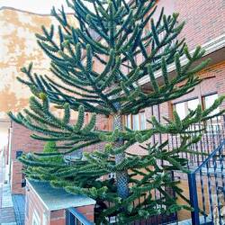 Craziest "pine" tree that I've ever seen