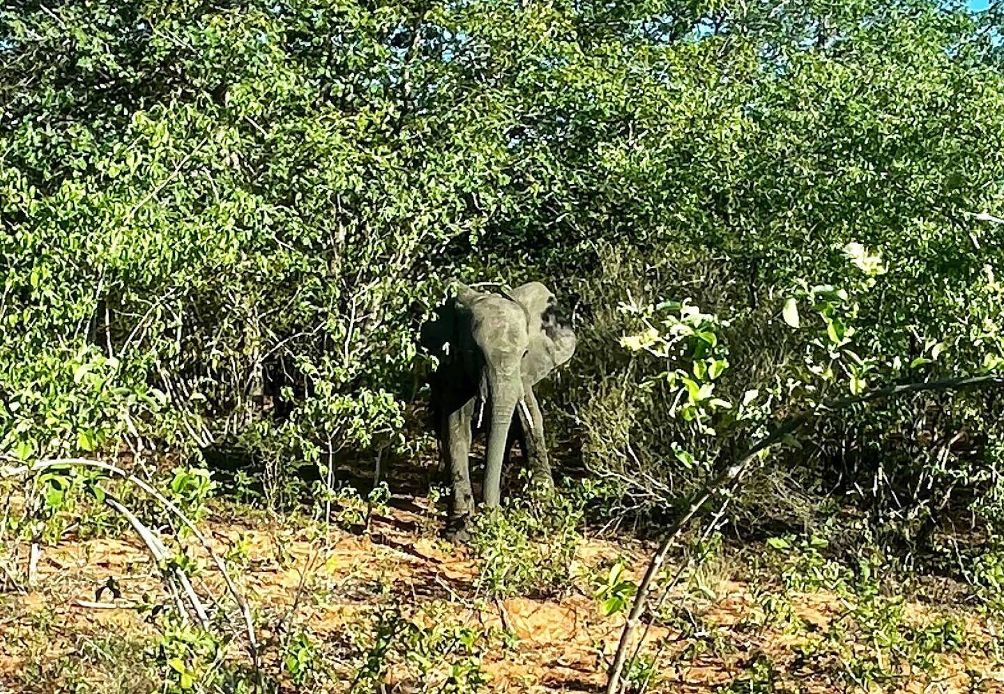 Elephant on side of road