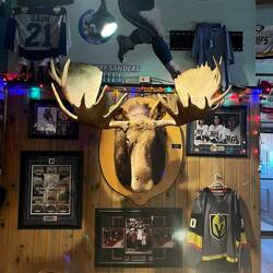 The only moose 🫎 with horns we've seen so far. So sad.