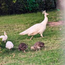 Hat schon mal jemand einen weißen Pfau gesehen?!