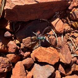 Eine grün-goldene Ameise