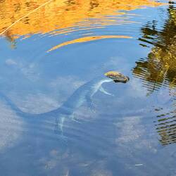 A lizard cooling off in the same creek!