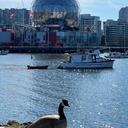 "Science world" im Vordergrund eine Kanadagans