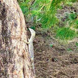 monitor lizard