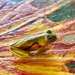 Baby frog