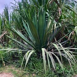 Und aus dieser Pflanze holen sie ihre Fasern