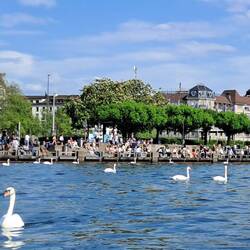 Swans and peeps out for glorious May Day
