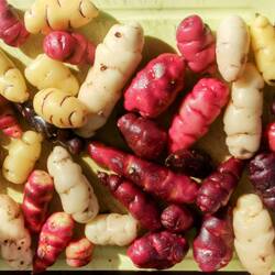 Kartoffeln in verschiedenen Farben