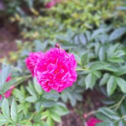 The Chinese national flower