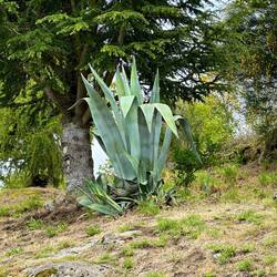I've seen some agave around- pretty sure it's not native!