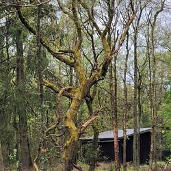 teilweise kurios verwachsen Bäume