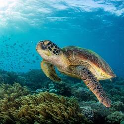 wunderschön zu beobachten... der Sonne entgegen......
