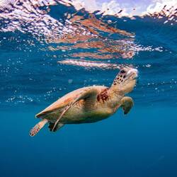 .... um Luft zu schnappen...